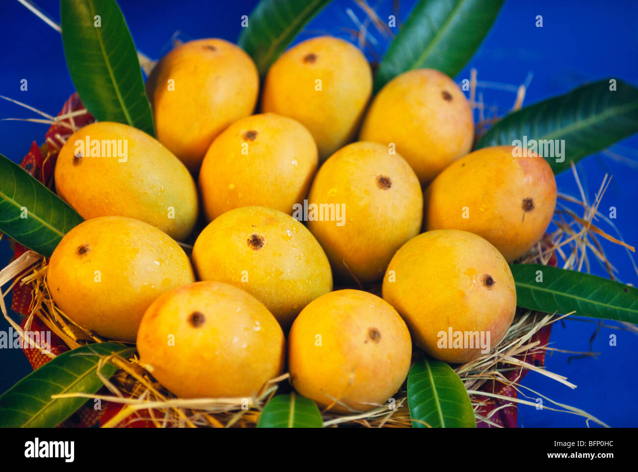 Alphonso mangoes India Stock Photo Alamy