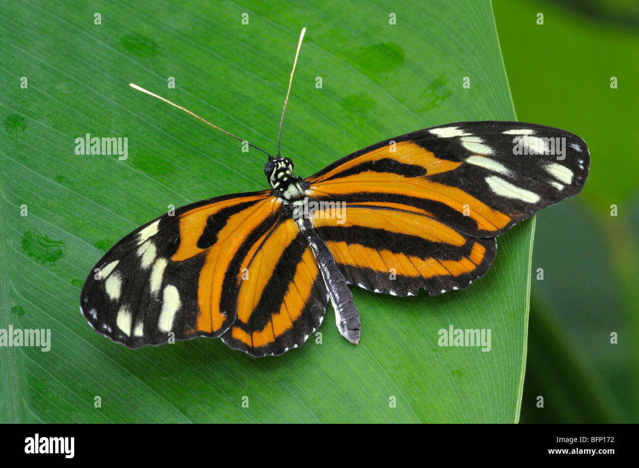 Tiger Longwing (Heliconius hecale) on a leaf. Stock Photo
