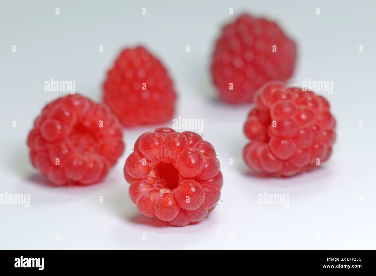 Raspberry (Rubus idaeus), ripe berries, studio picture. Stock Photo