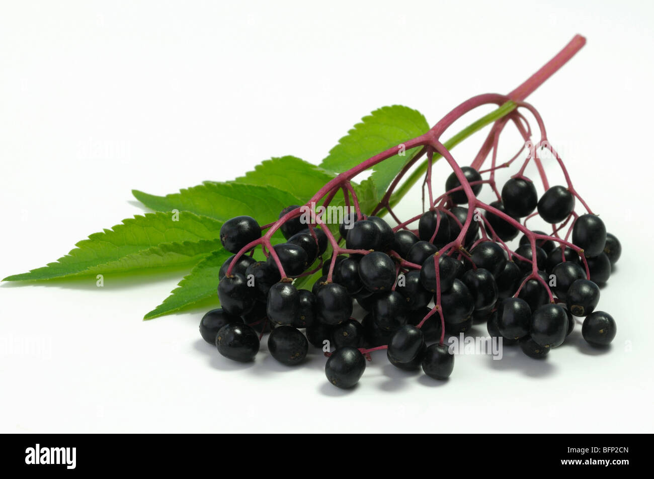 Black Elder, Elderberry (Sambucus nigra). Twig with ripe berries and leaves, studio picture. Stock Photo
