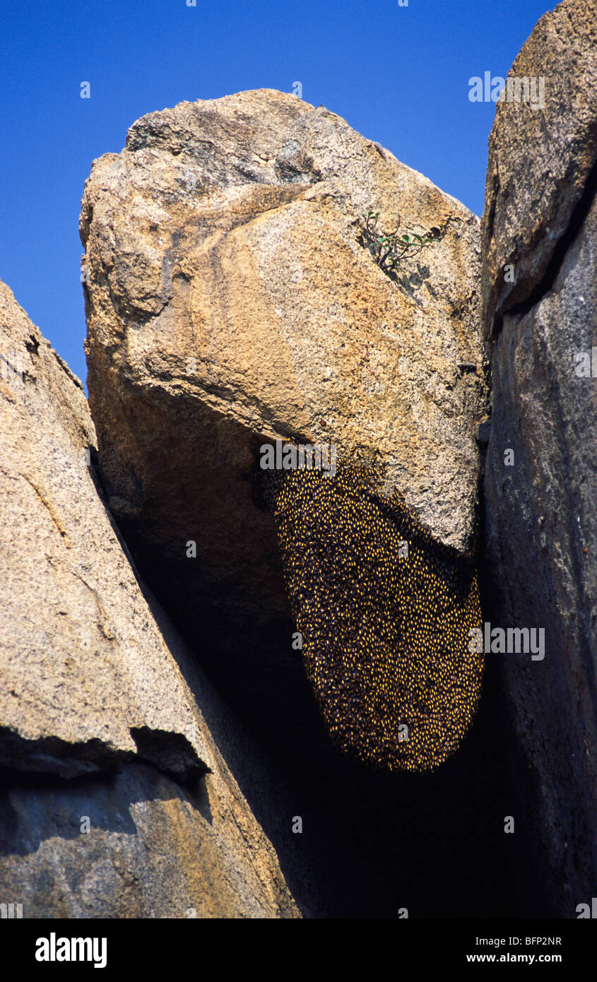 Beehive on rock ; Hampi ; Hosapete ; Ballari ; Karnataka ; India ; asia Stock Photo