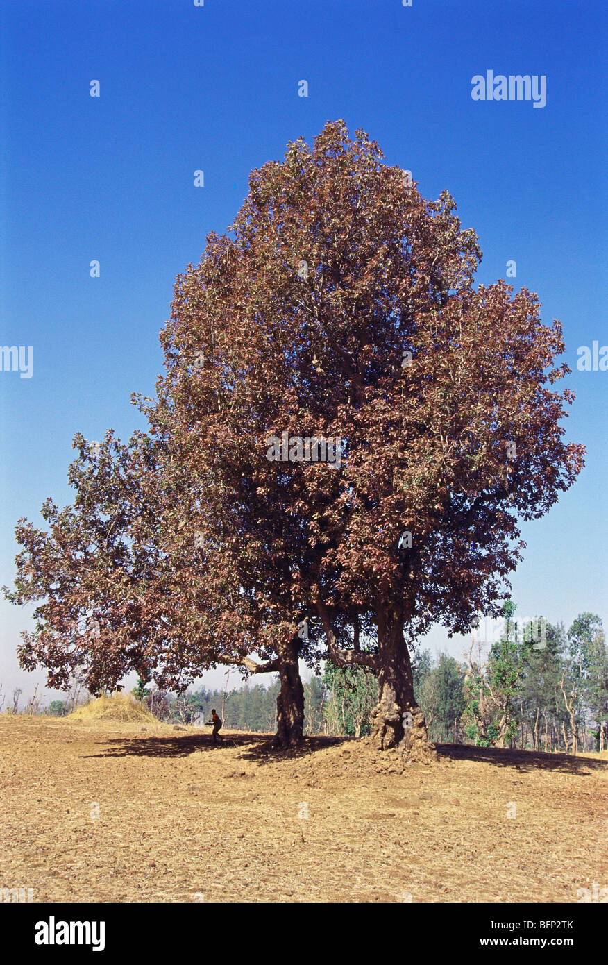 Mahua tree ; Mohwa tree ; Madhuca longifolia ; madhuca latifolia ; India ; asia ; mahuwa tree ; mahwa tree ; mohulo tree ; Iluppai ; vippa chettu tree Stock Photo