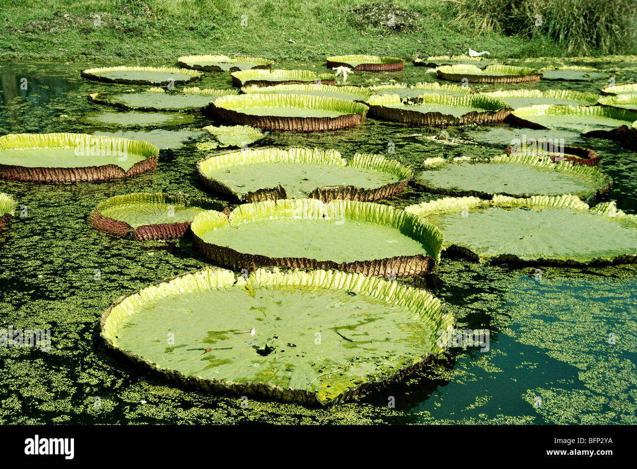 RAA 63201 Leaf lily in Botanical Garden in Calcutta Kolkata ; West