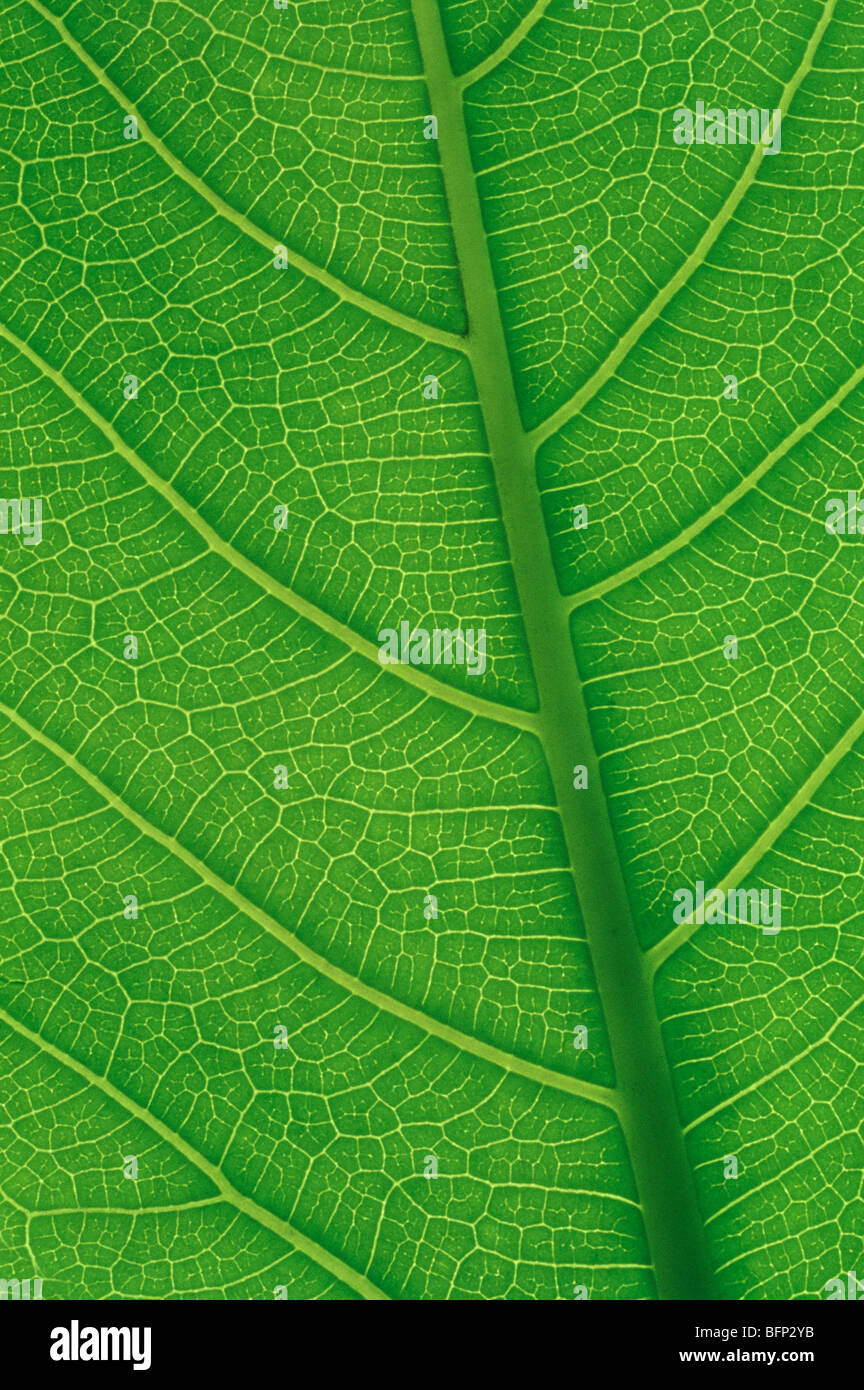 Pipal Leaf High Resolution Stock Photography And Images Alamy