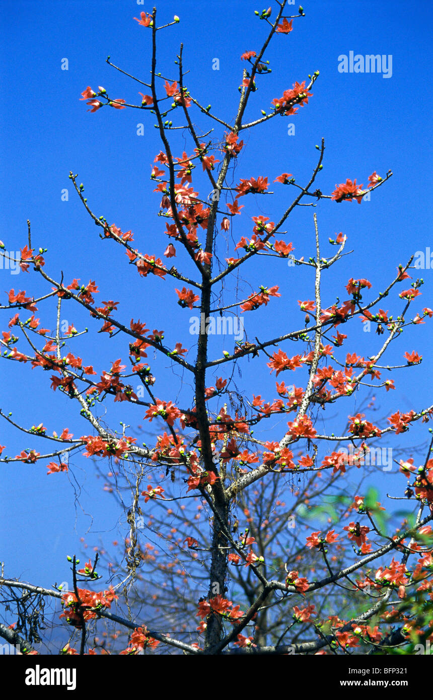 Red Silk Cotton Tree Stock Photos & Red Silk Cotton Tree Stock Images