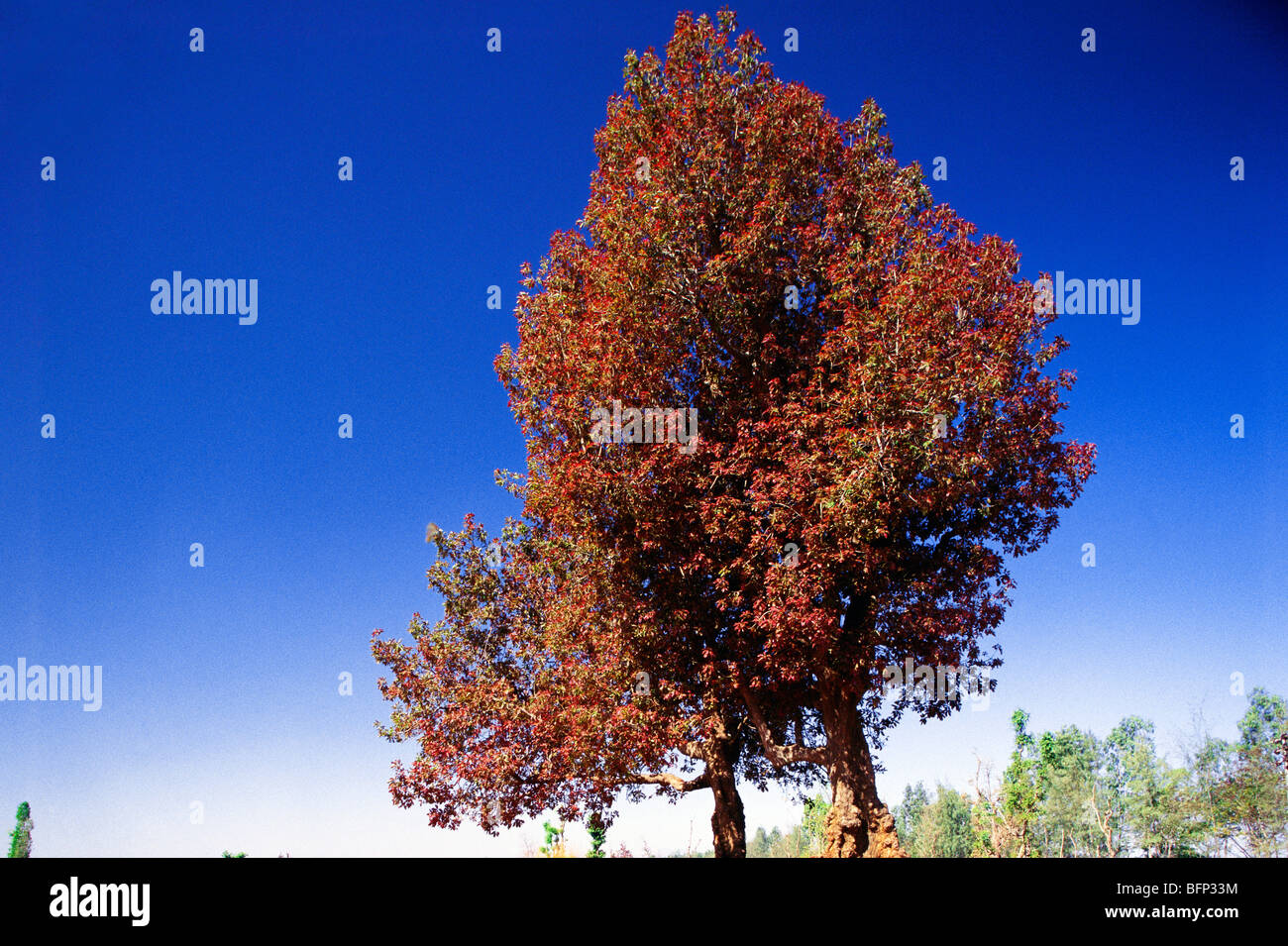 mahuwa tree ; mahua tree ; mahwa tree ; mohulo tree ; Iluppai trees ; vippa chettu trees ; Mohwa tree ; Madhuca longifolia ; India : asia Stock Photo