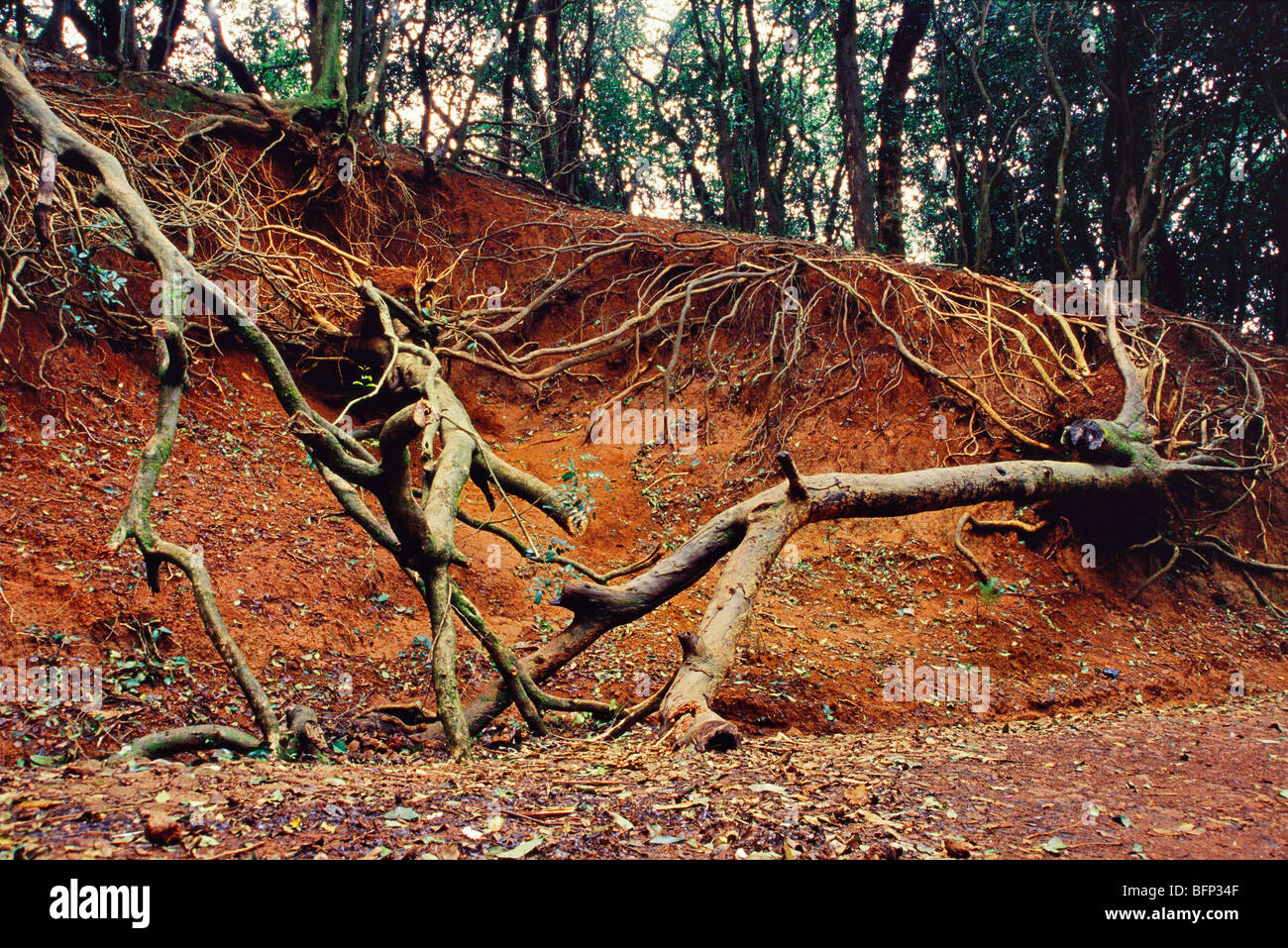 AHP 63398 : Soil erosion uprooted trees ; Matheran ; Maharashtra ; India Stock Photo