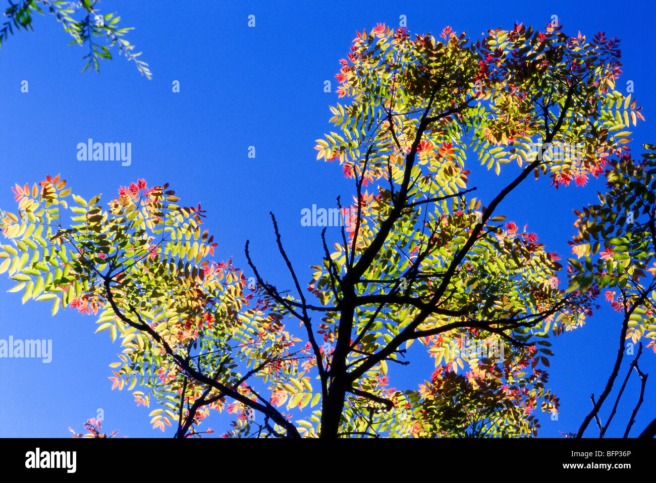 Schleichera oleosa tree ; kusum tree ; Ceylon oak tree ; lac tree ; gum lac tree ; India ; asia Stock Photo