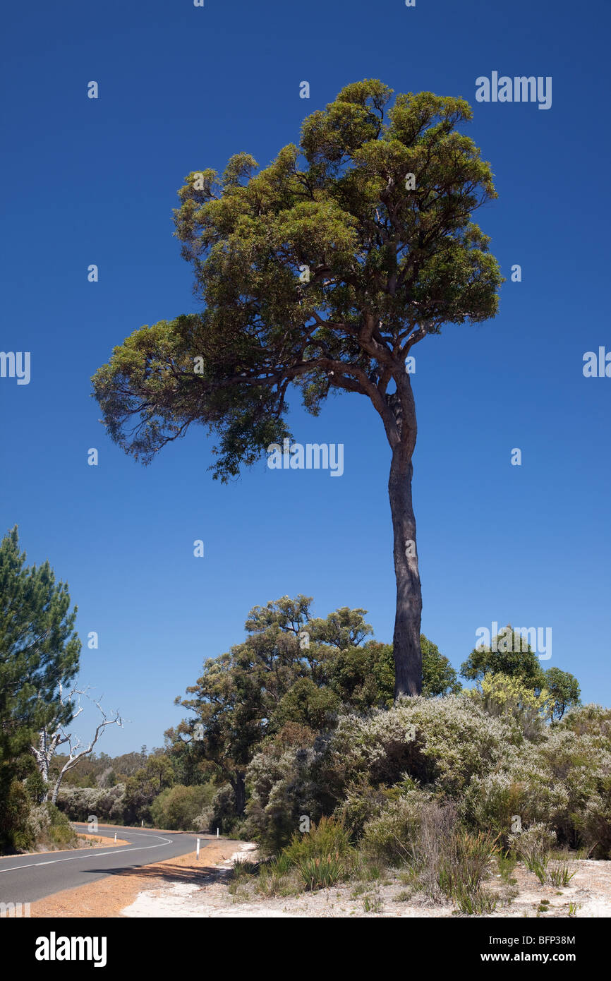 Blackbutt tree hires stock photography and images Alamy