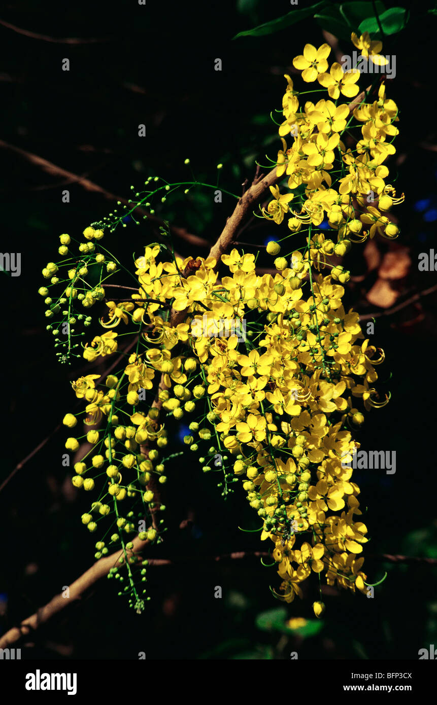 Cassia fistula ; golden shower ; purging cassia ; Indian laburnum ; pudding pipe tree ; flowering tree ; Nashik ; Maharashtra ; India ; Asia Stock Photo