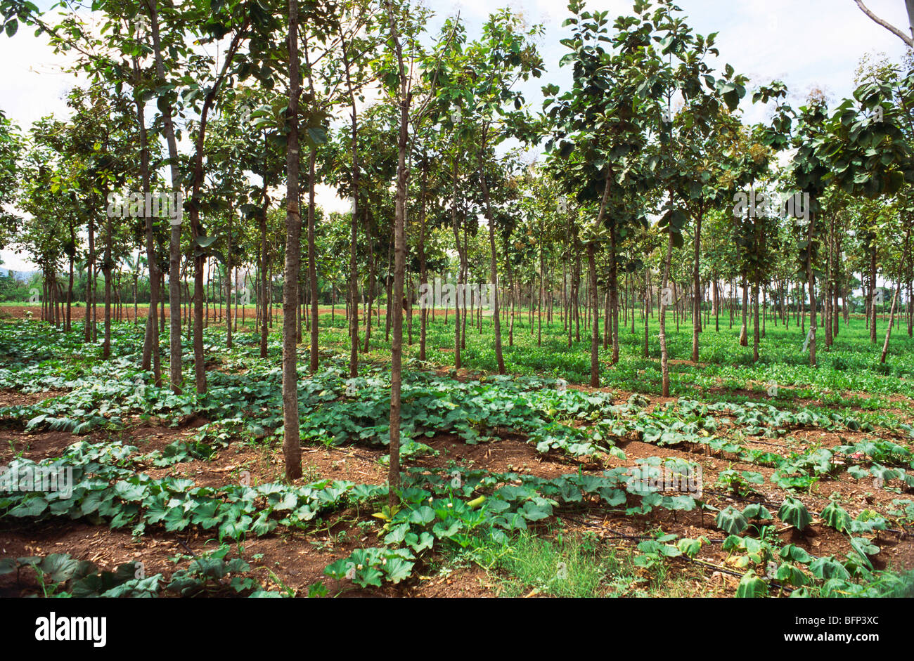 Teak wood trees plantation ; Uruli Kanchan ; Pune ; Maharashtra ; India ; asia Stock Photo