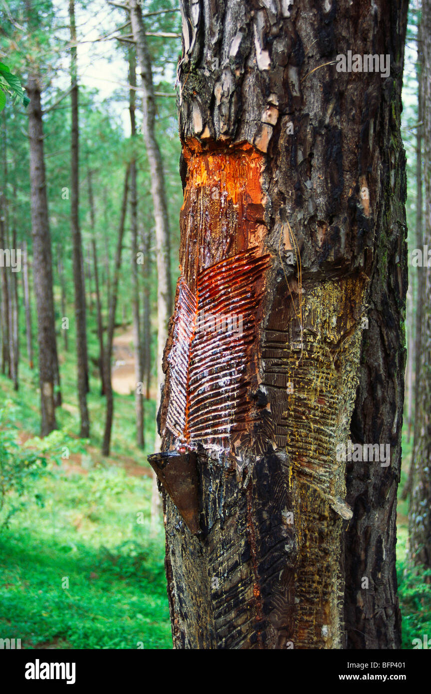 Pine Tree Sap