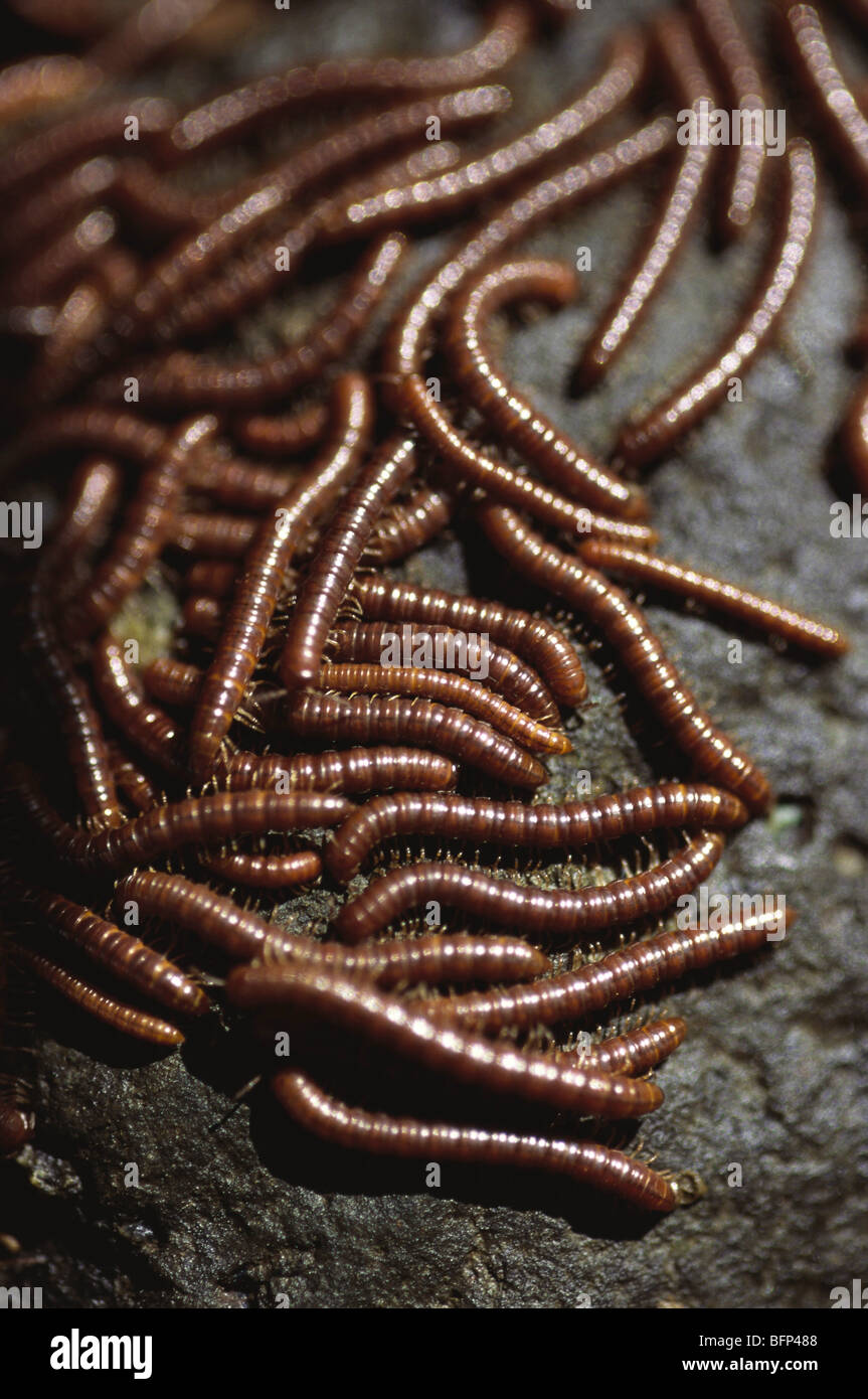 Vermiculture hires stock photography and images Alamy