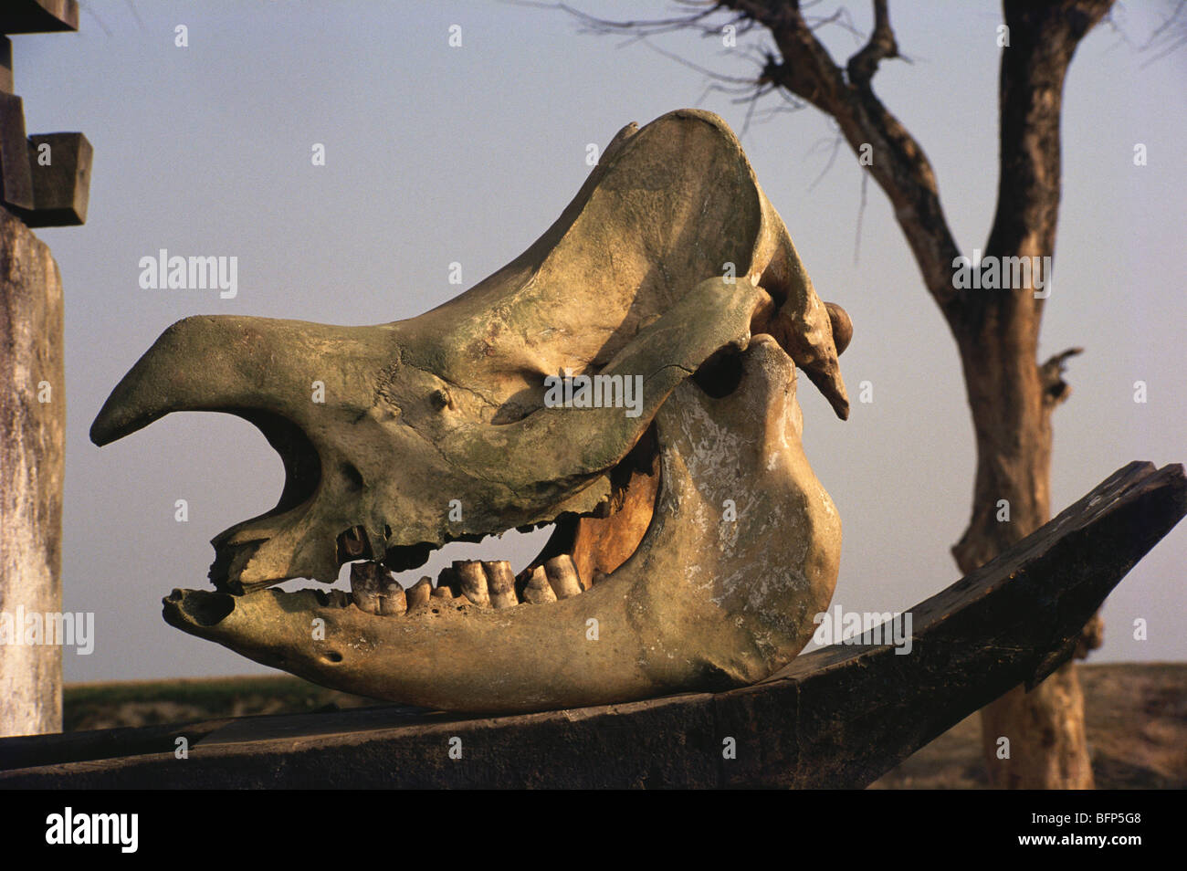 Rhino Skeleton
