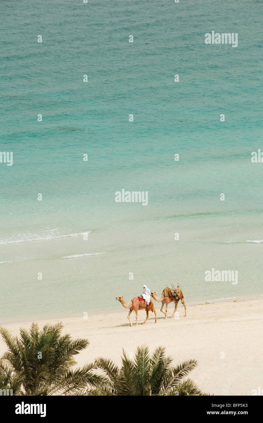 Camels on JBR Beach, Dubai, United Arab Emirates Stock Photo