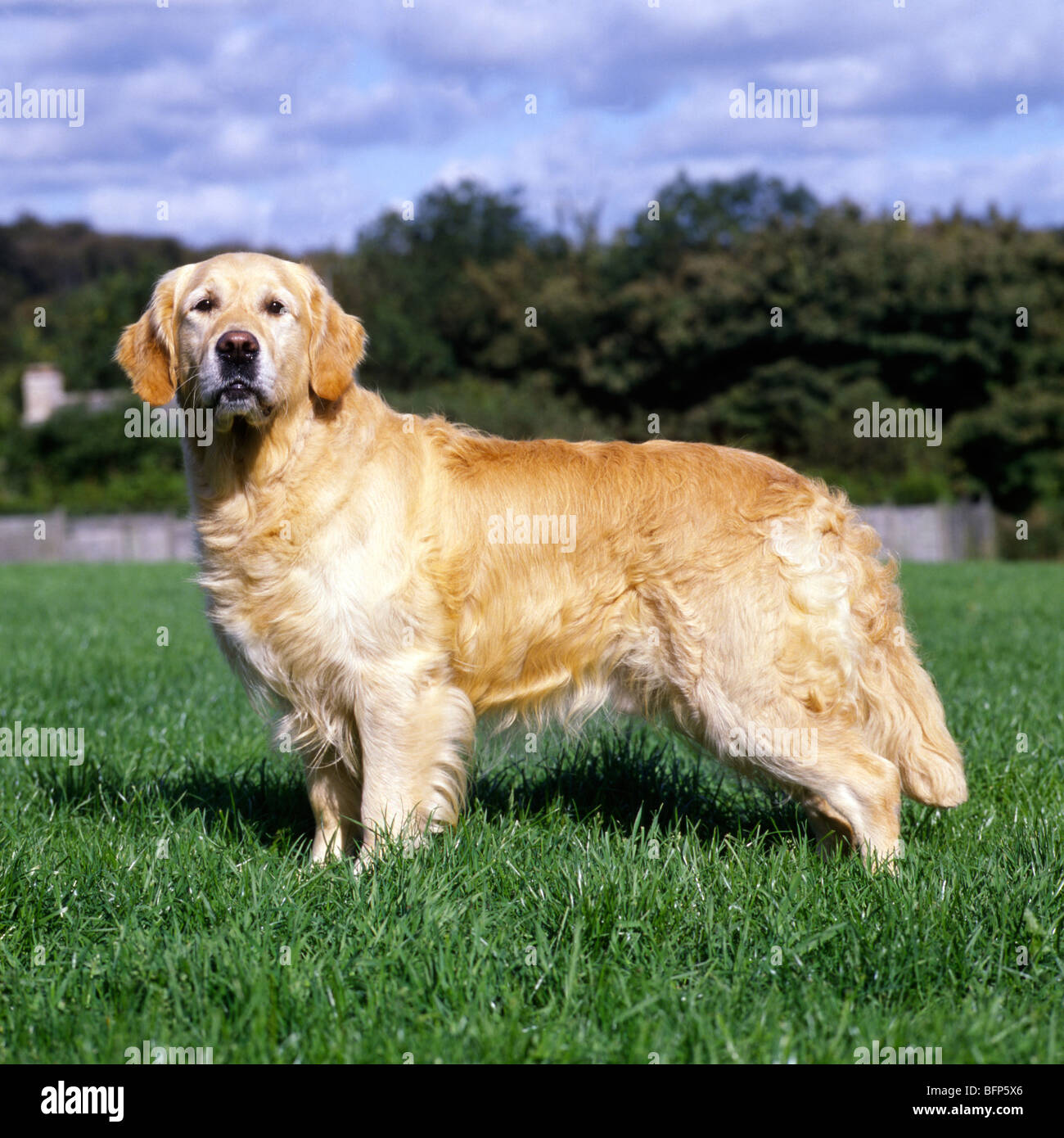 champion golden retriever standing on grass Stock Photo - Alamy