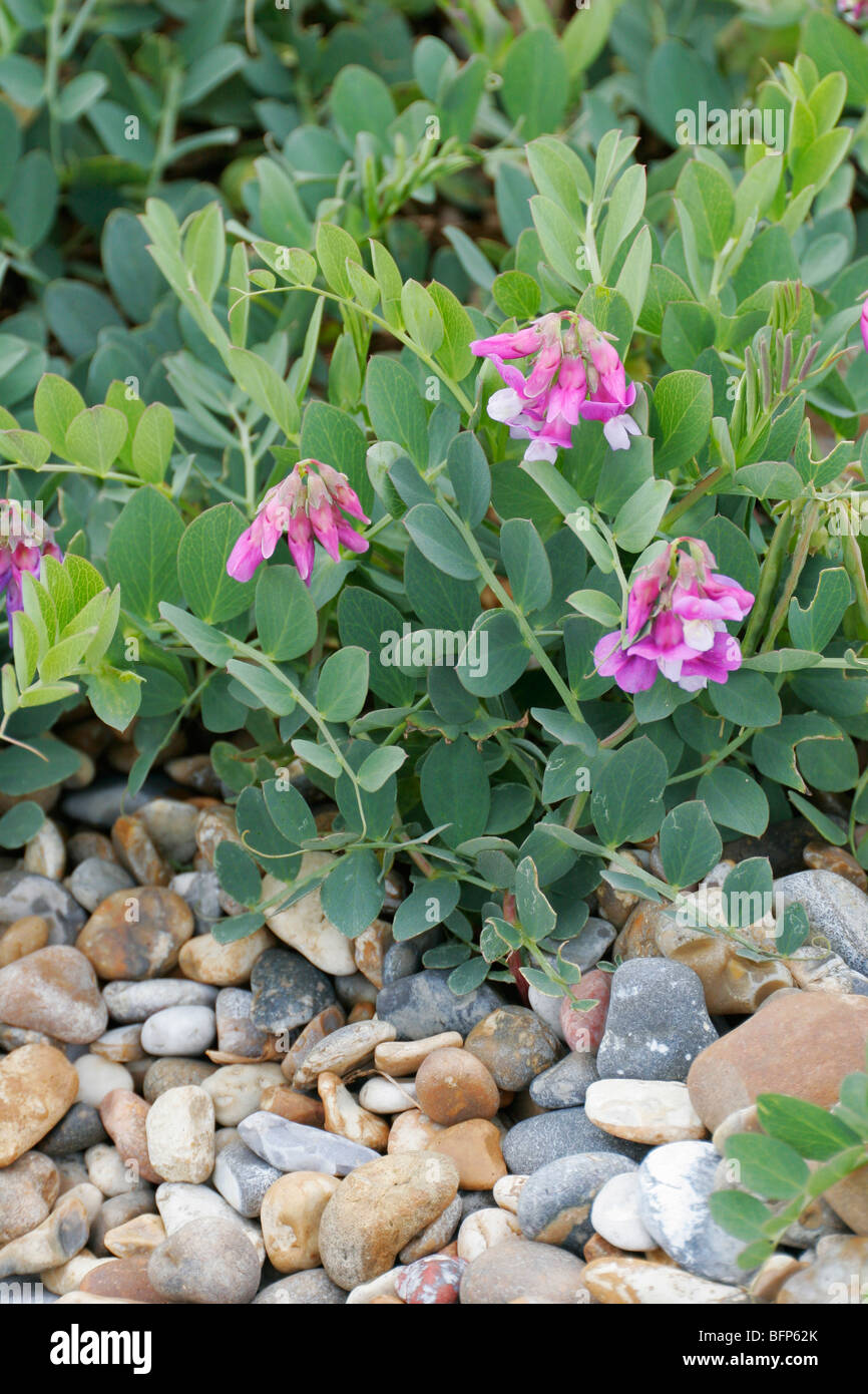 The nationally rare Sea Pea, Lathyrus japonicus, growing on a beach in Suffolk, England Stock Photo