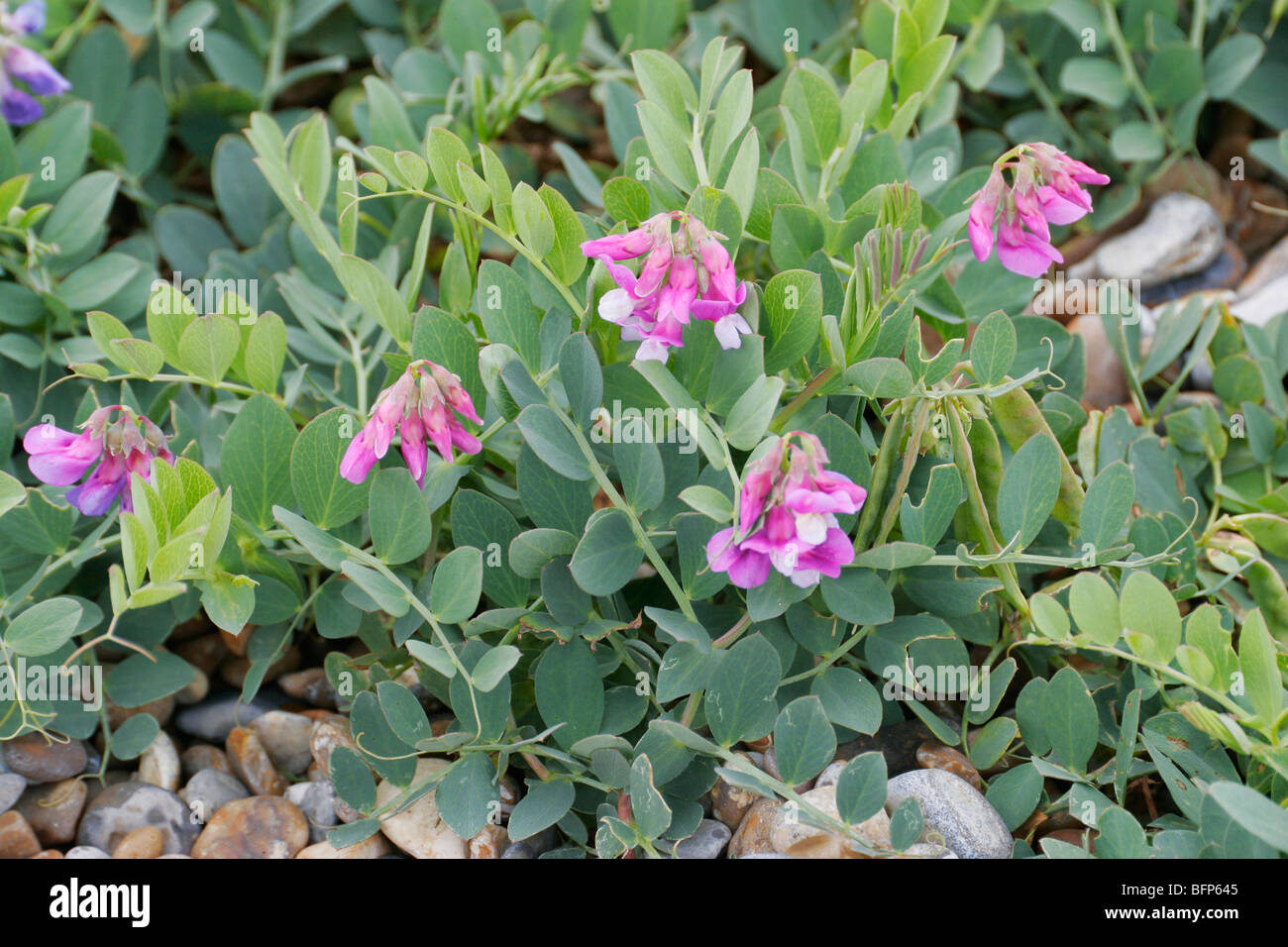 The nationally rare Sea Pea, Lathyrus japonicus, growing on a beach in Suffolk, England Stock Photo