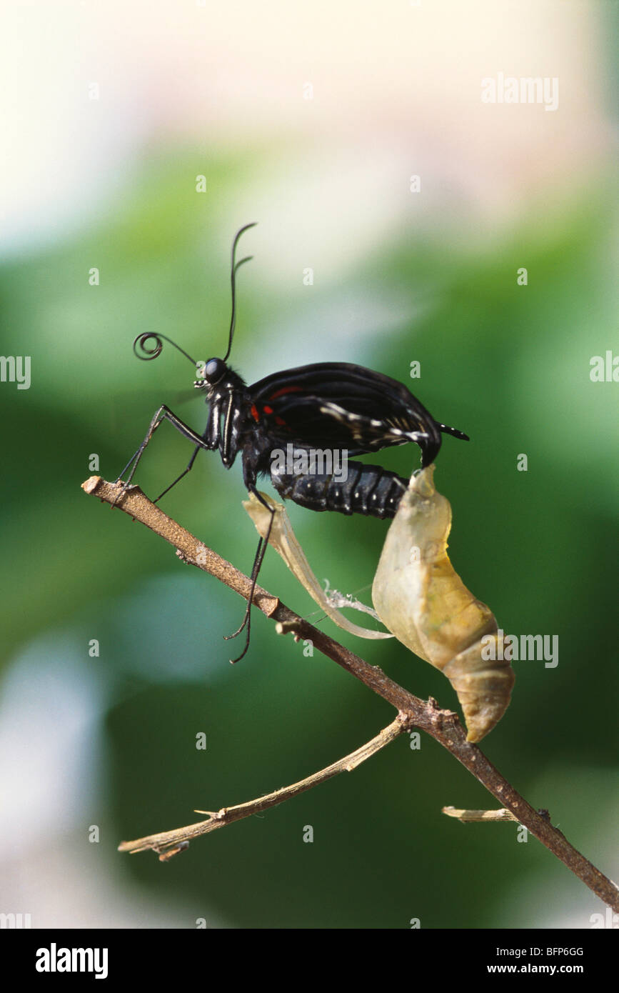Butterfly emerging from cocoon ; Papilio Polymnester Stock Photo