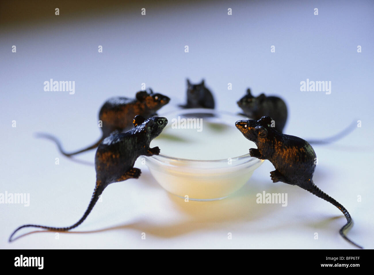 Mouse drinking milk Stock Photo Alamy