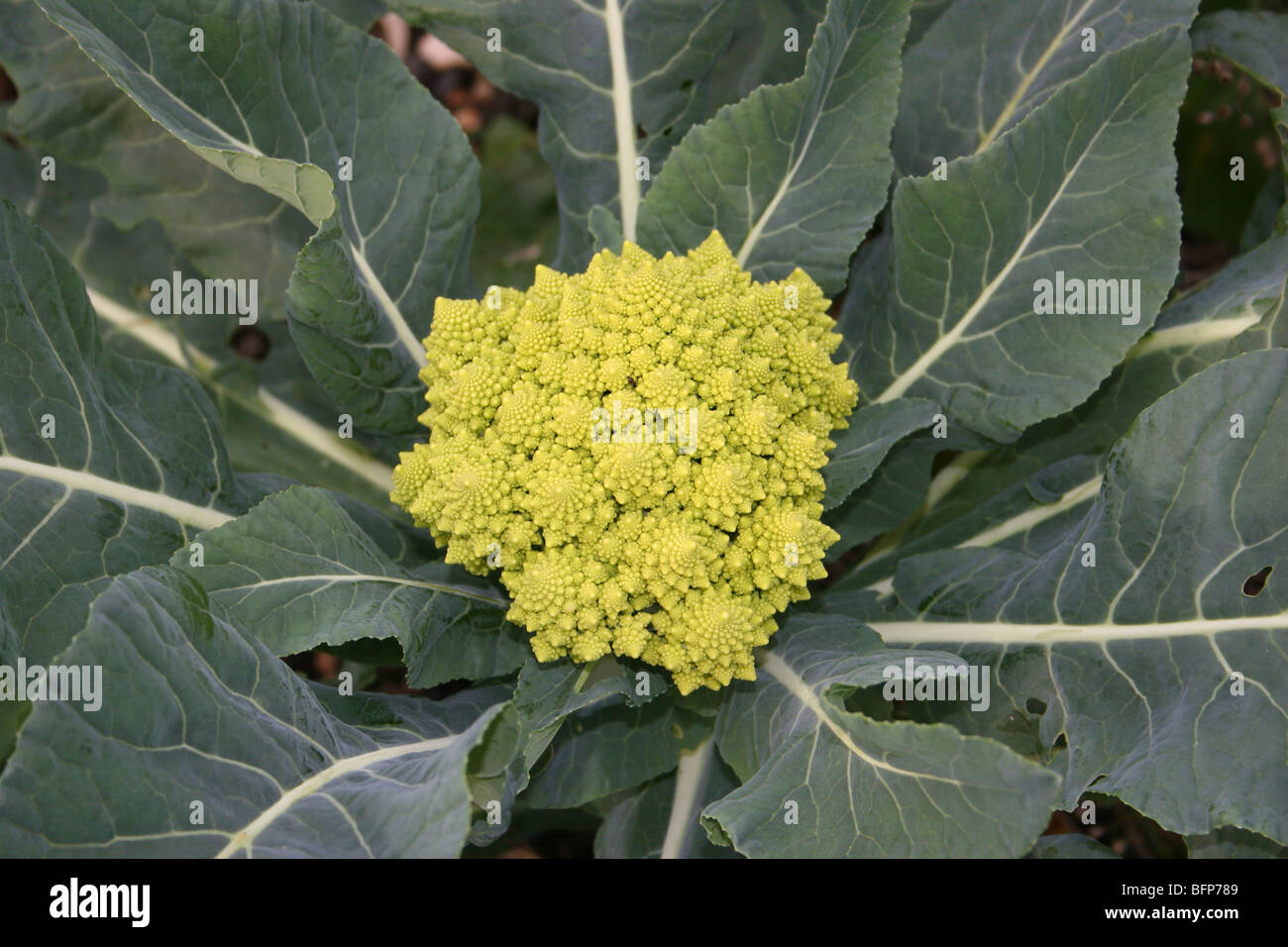 Cauliflower - Romanesco type, Cultivar 'Celio' Stock Photo