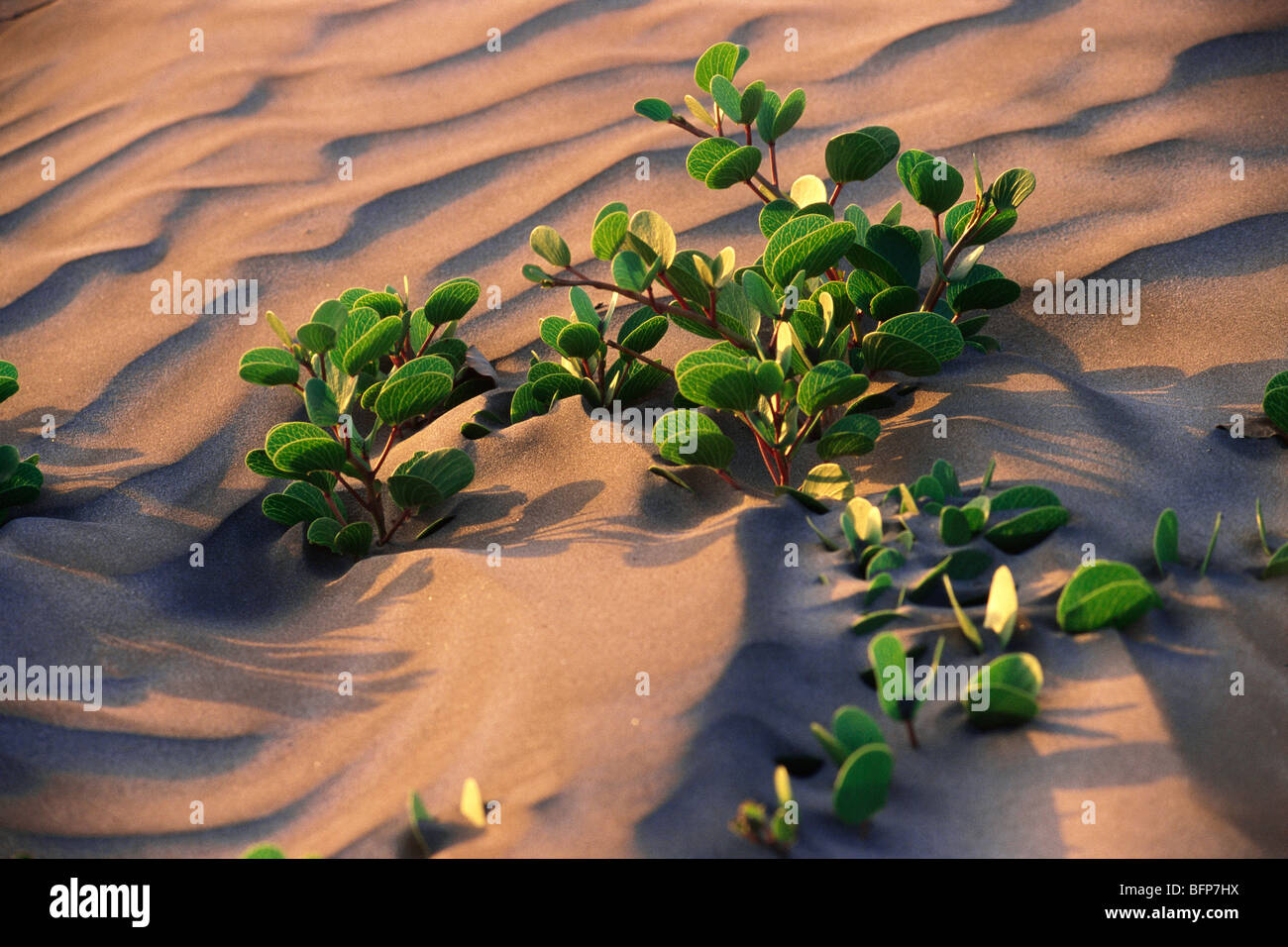 bubble plant Small Wall Bubble Aerium