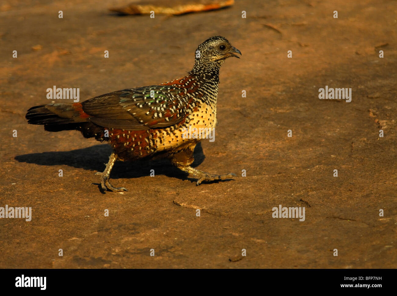 Male Painted Spurfowl Stock Photo