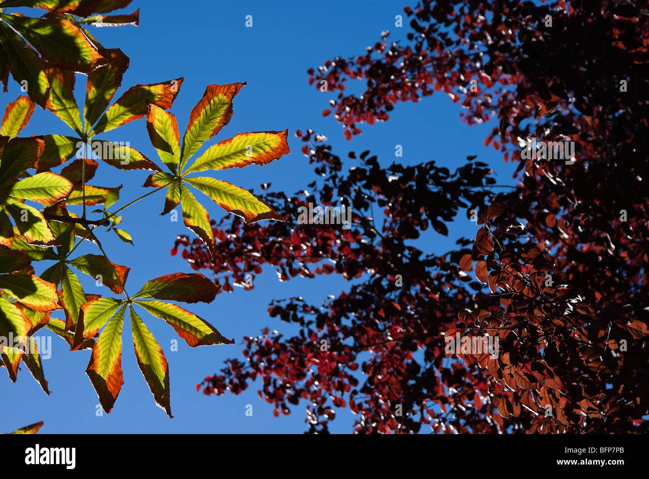 autumn leaf against blue sky Stock Photo