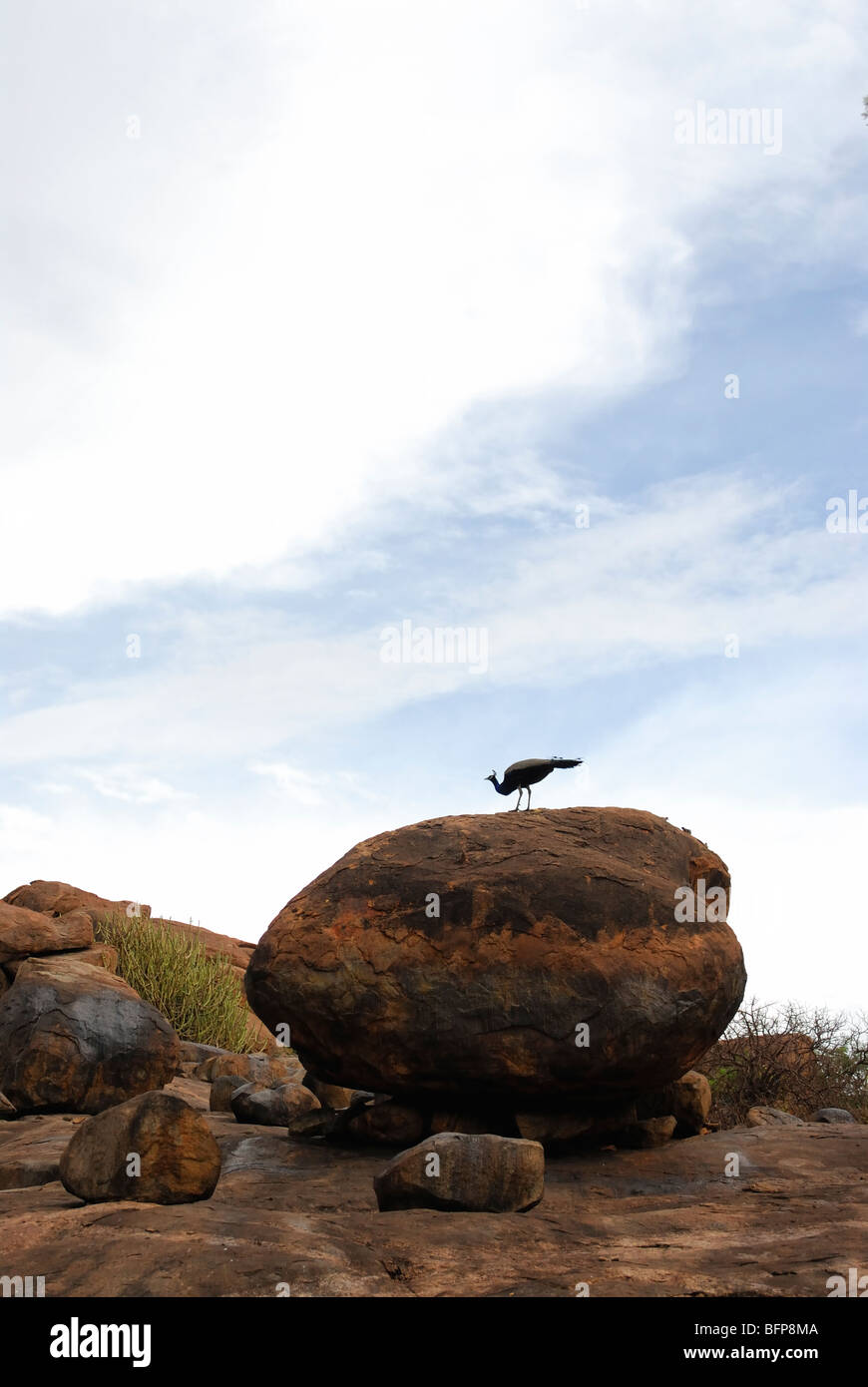 Indian Peafowl; Pavo cristatus; Common Peafowl; Blue Peafowl; Stock Photo