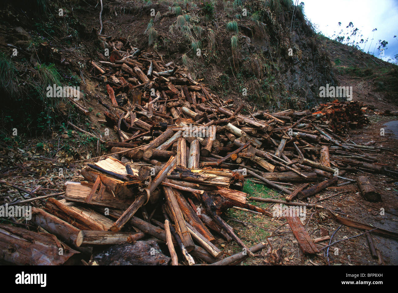 Destruction Munnar ; deforestation ; Kerala ; India Stock Photo