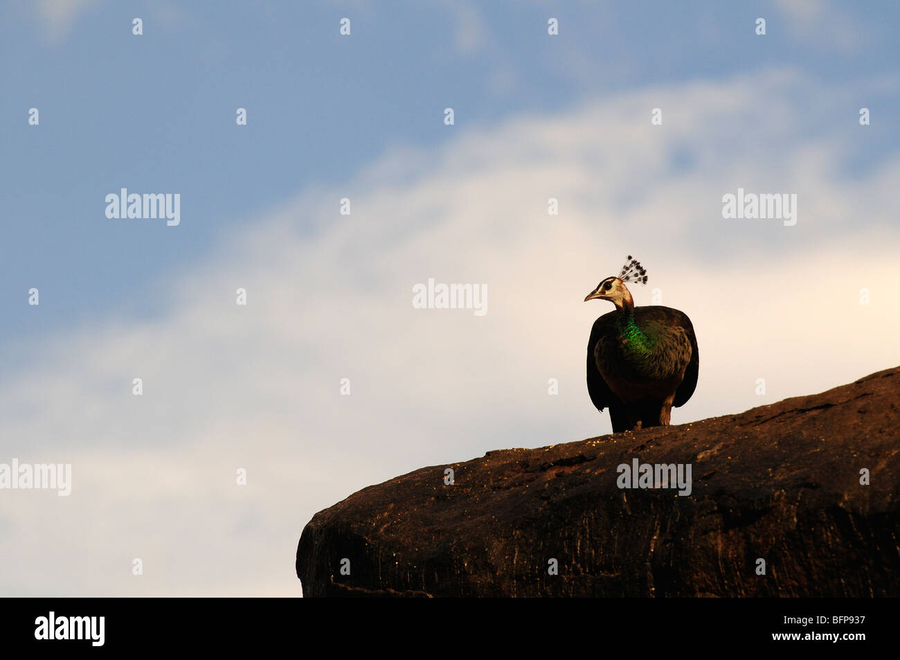 Indian Peafowl; Pavo cristatus; Common Peafowl; Blue Peafowl; Stock Photo