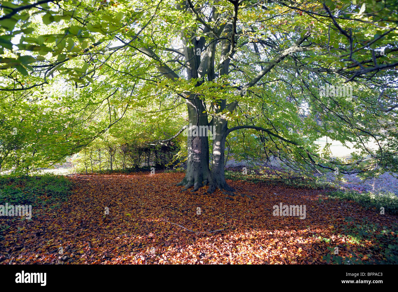 Two Beech trees entwined in an embrace Stock Photo