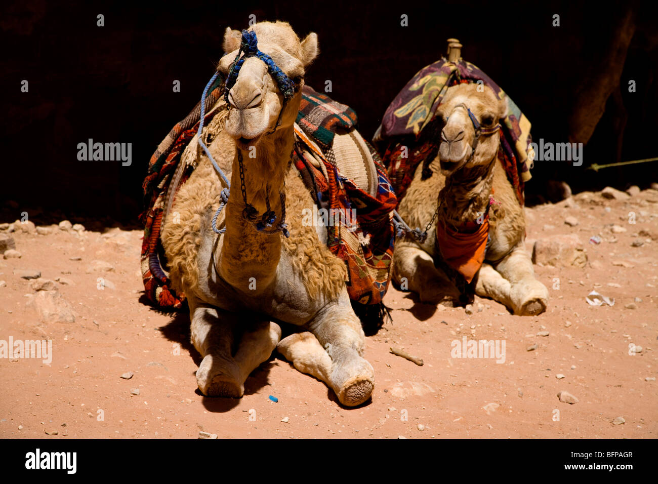 Camels in Petra, Jordan, Middle East, Asia Stock Photo - Alamy