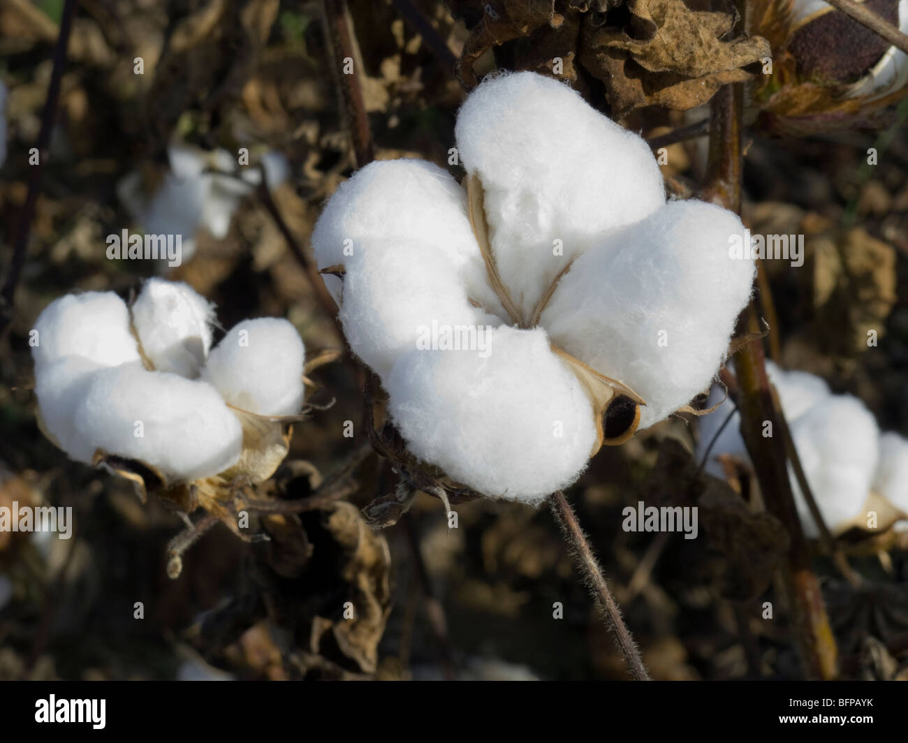 Cotton fields in Arkansas Stock Photo