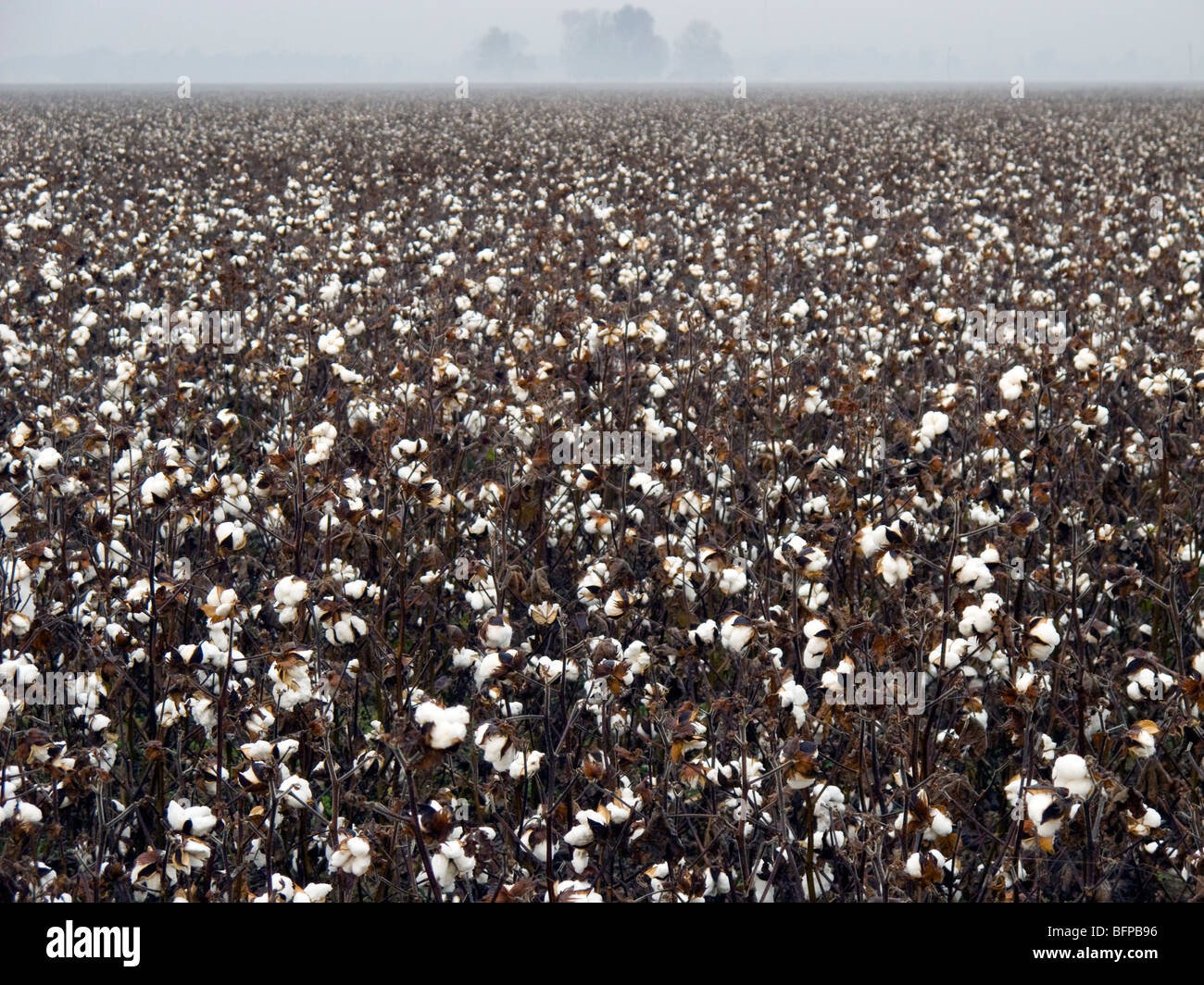 Cotton fields in Arkansas Stock Photo