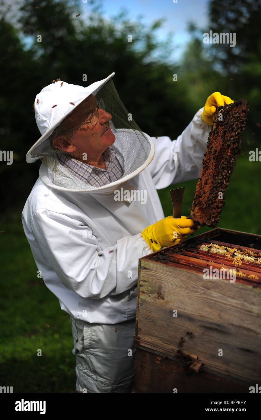 a bee keeper looking at frames from bee hives pictured on a farm in Dorset. Stock Photo