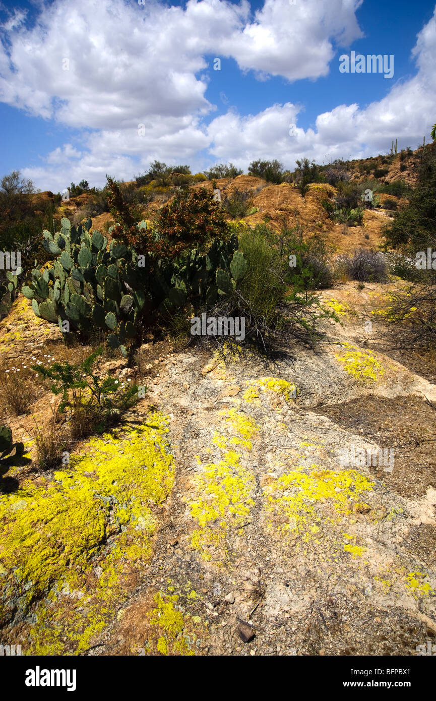 Lichen in the desert hi-res stock photography and images - Alamy