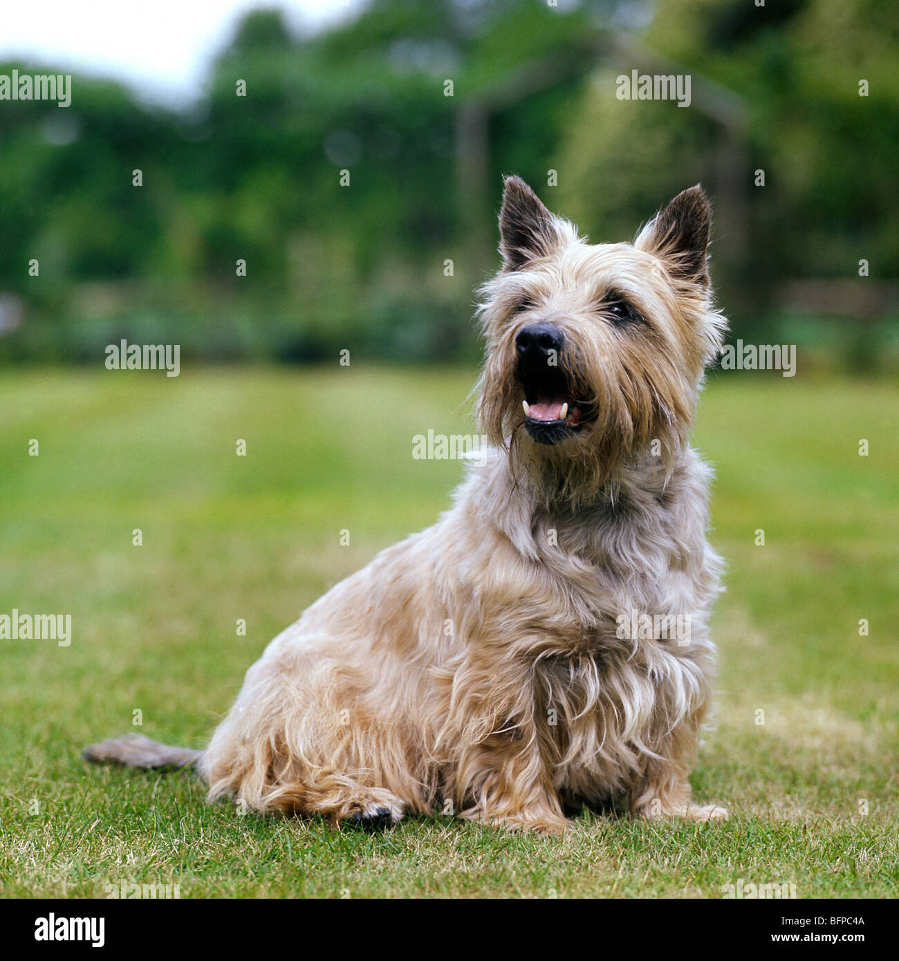 cairn terrier in pet trim sitting on grass Stock Photo Alamy