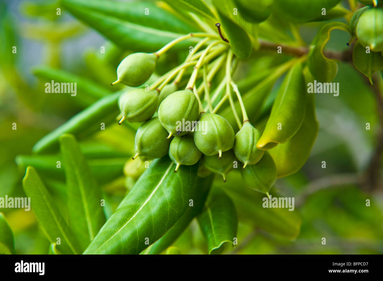 Young olives on an olive Tree (Olea europaea) Stock Photo