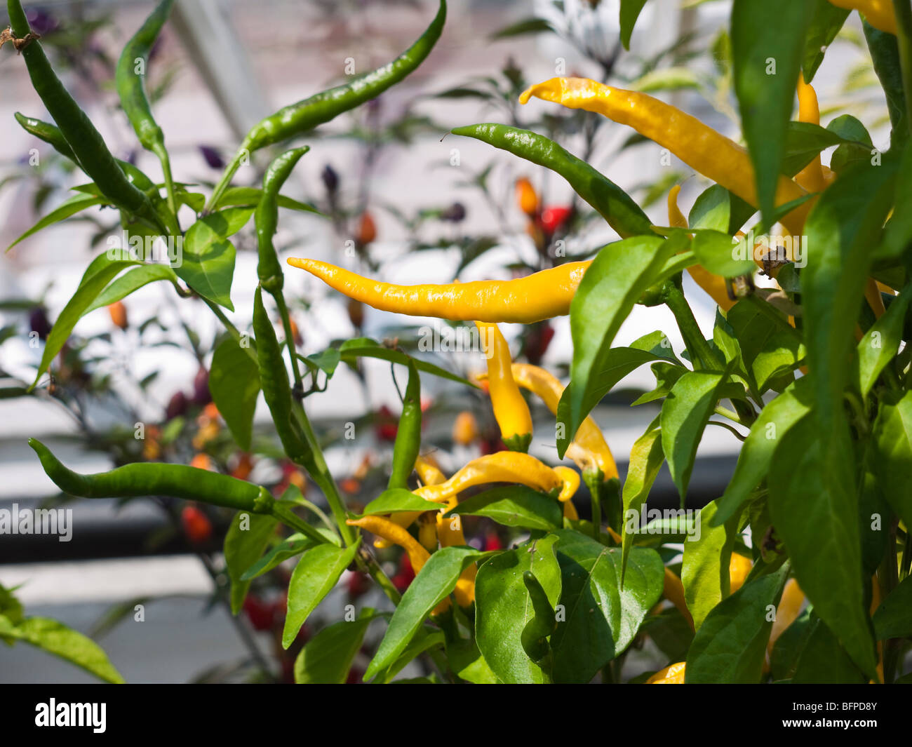 Chilli plants part of the chilli festival at West Dean College West Sussex UK Stock Photo