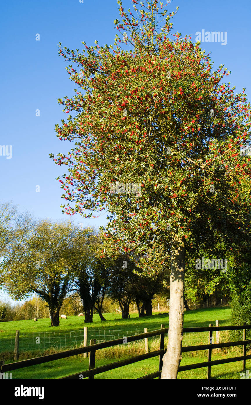 Holly tree hi-res stock photography and images - Alamy