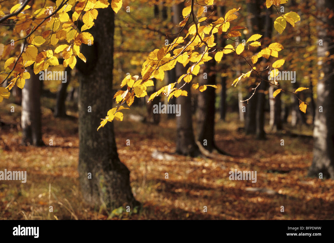 The scenery in the woods of Male Karpaty in autumn. Stock Photo