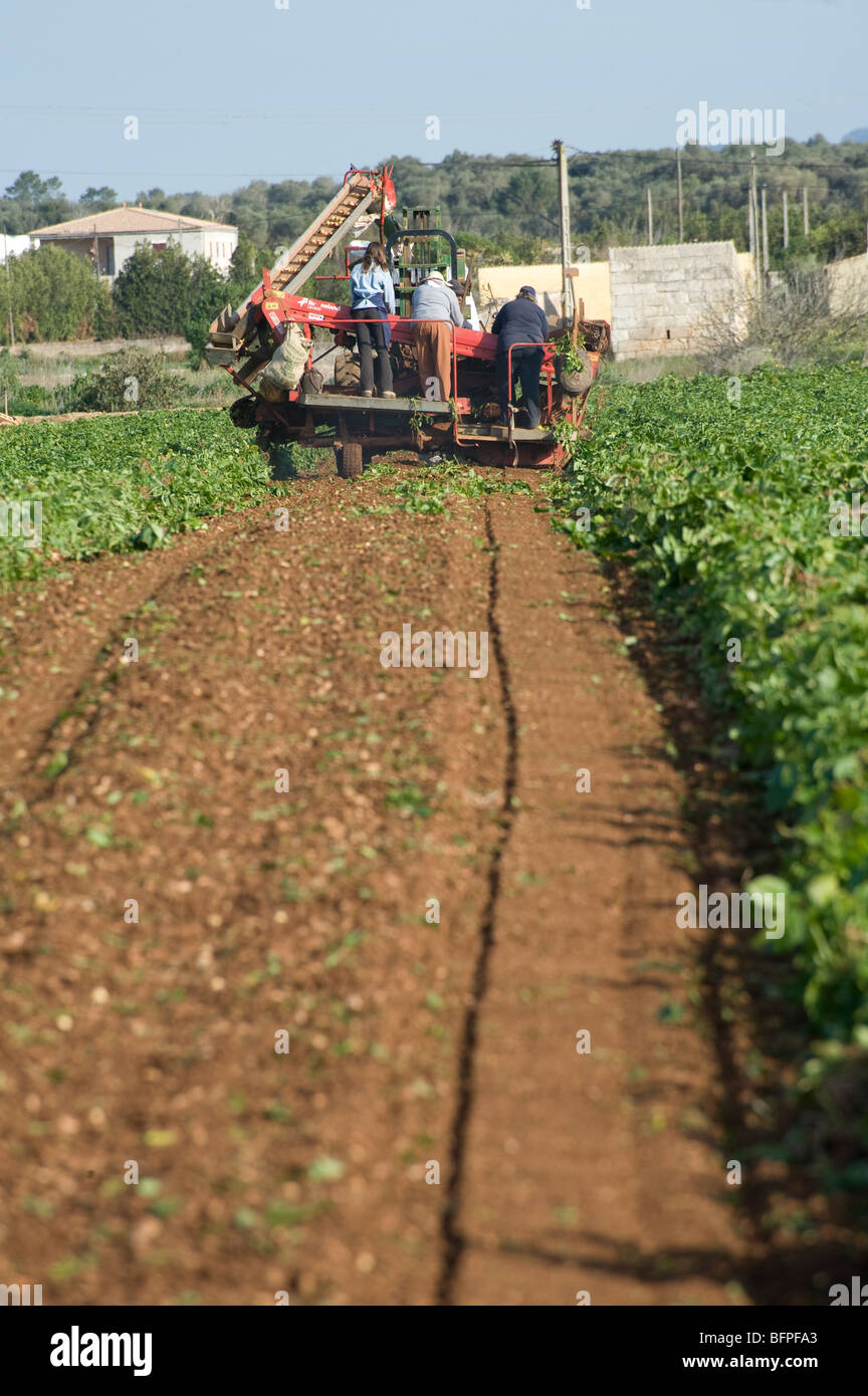 Harvesting potatoes, Mallorca, Majorca, Spain. Stock Photo