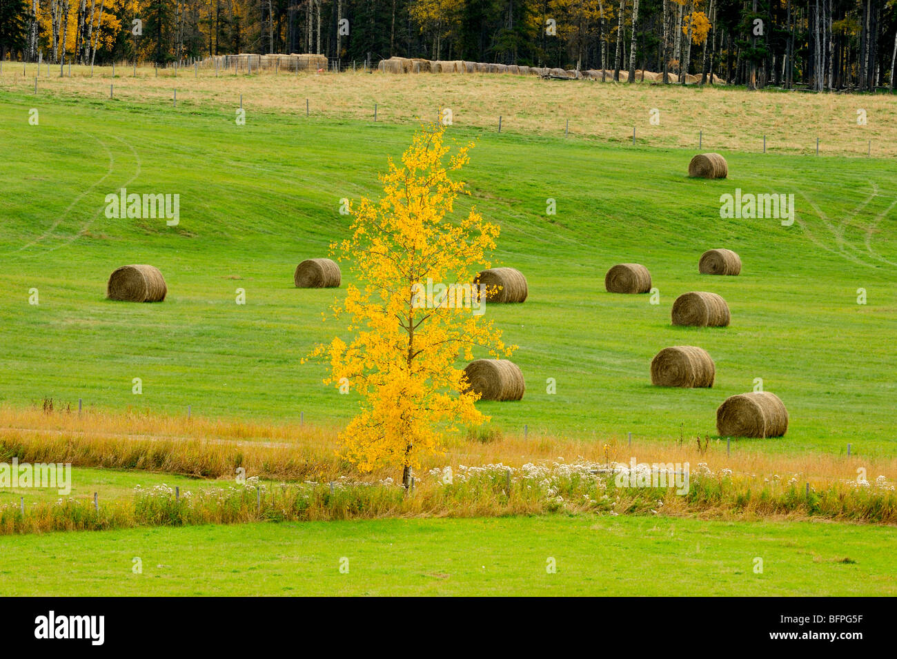 Pasture with autumn aspens and hayrolls, Caroline, Alberta, Canada Stock Photo