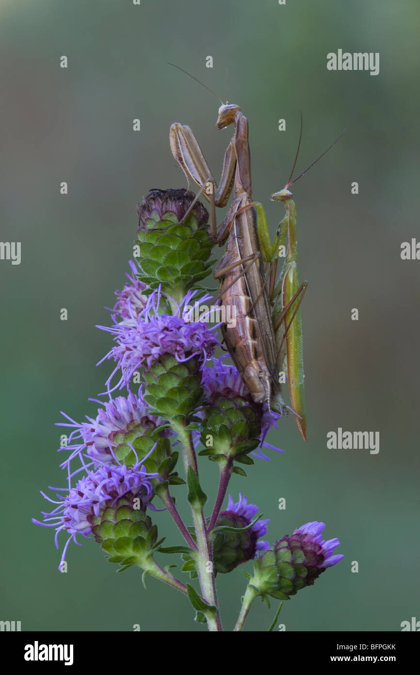 Two Mating Preying Mantis on Blazing Star - Michigan Stock Photo