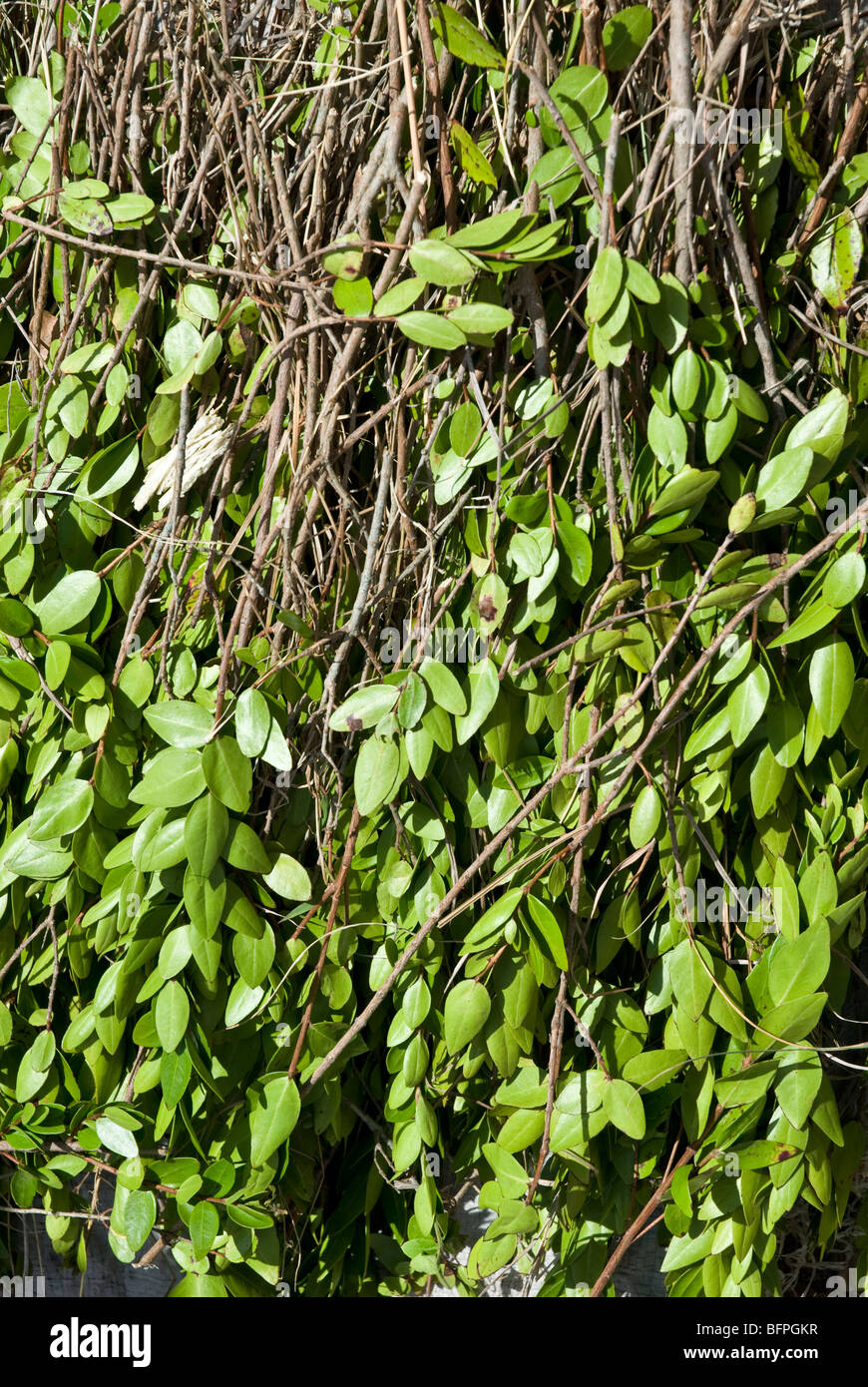 Khat for sale in a market in Ethiopia Stock Photo