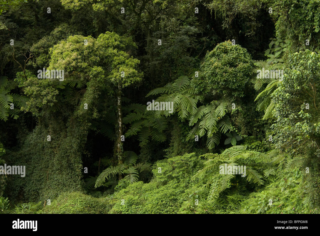 Rainforest profile featuring trees, ferns, vines and creepers, Atlantic Rainforest, Southern Brazil Stock Photo