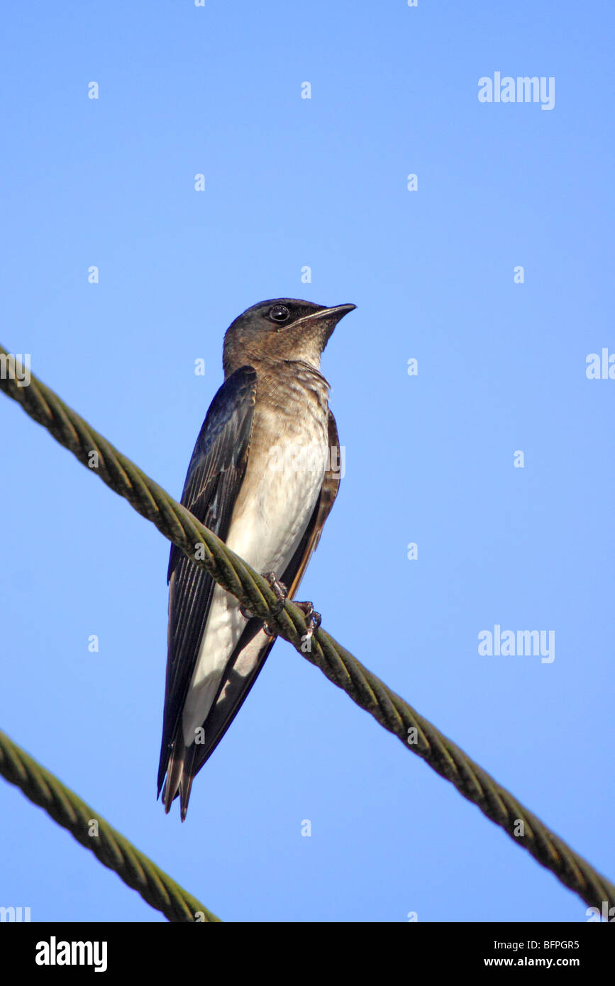 Martin Types Grey Gray breasted martin hi-res stock photography and images - Alamy