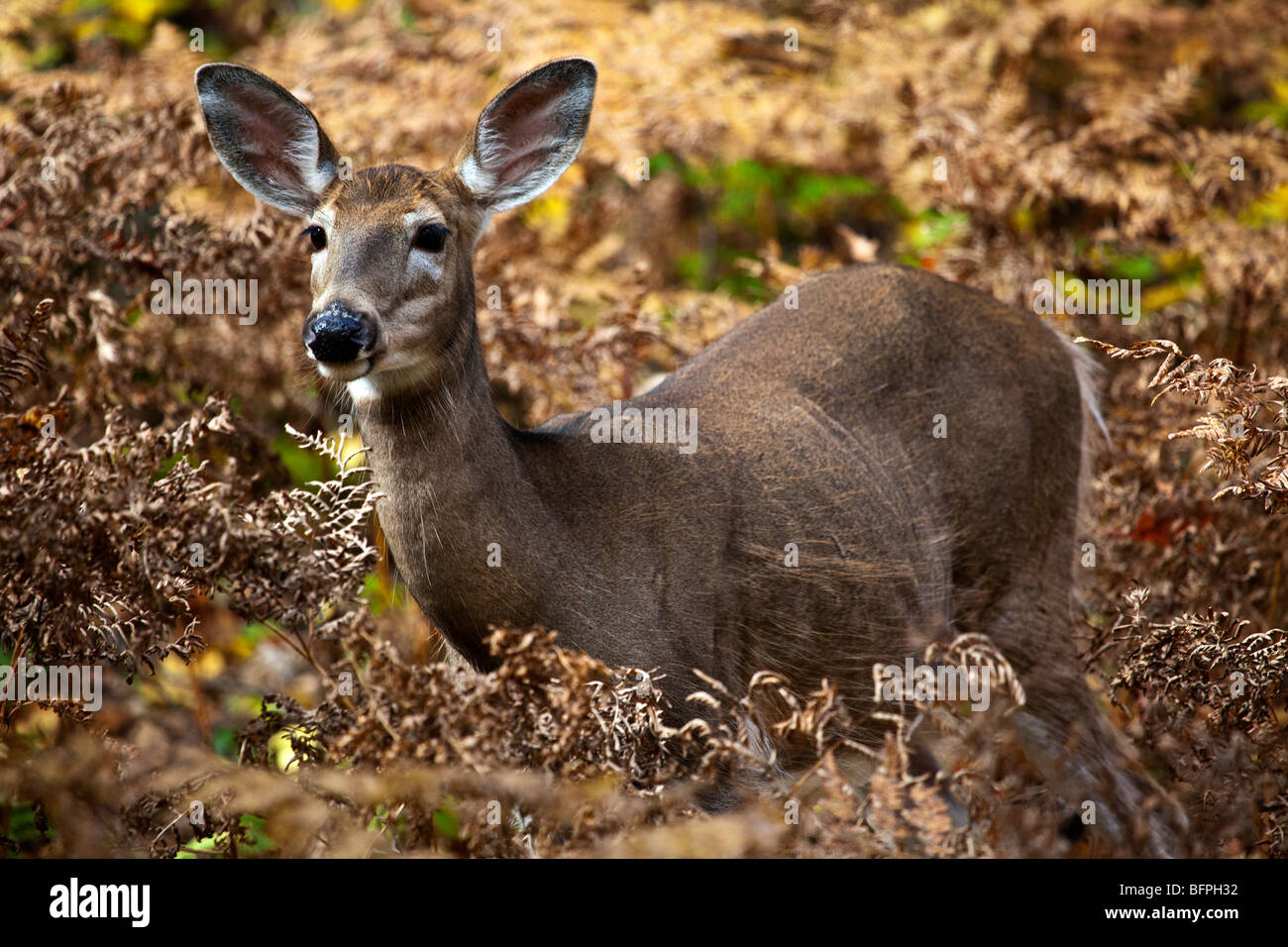 A White-Tailed Deer (Odocoileus virginianus) also known as the Virginia deer or the whitetail in Quebec, Canada Stock Photo