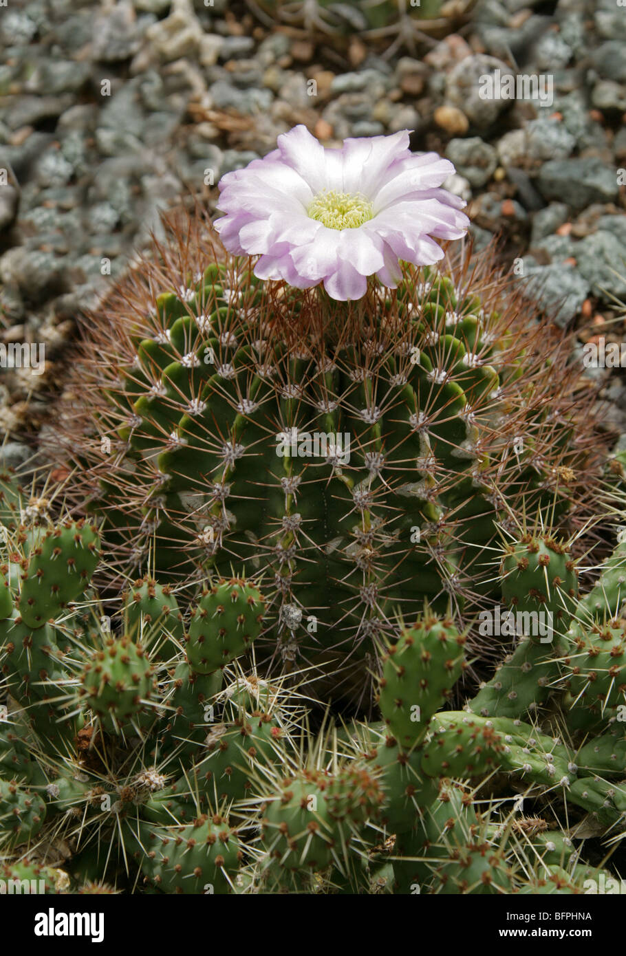 Acanthocalycium spiniflorum f. violaceum, Cactaceae, Southern and Western USA, North America Stock Photo